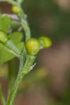 Ramping fumitory